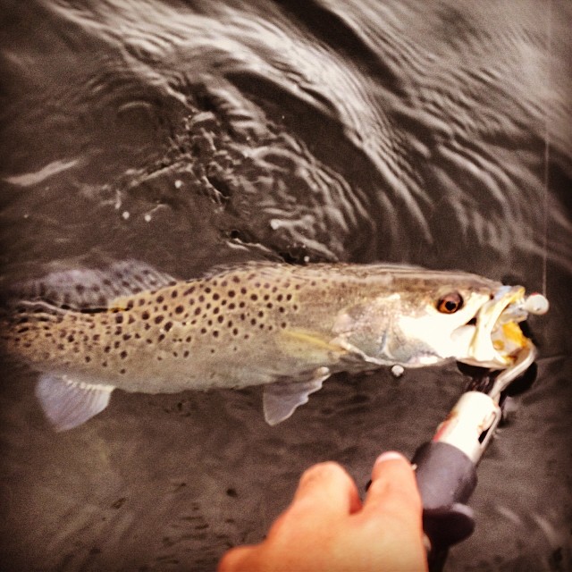 1528475_708818312491714_1161588609_n