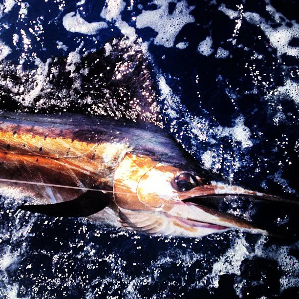 Lit up Sailfish off Miami