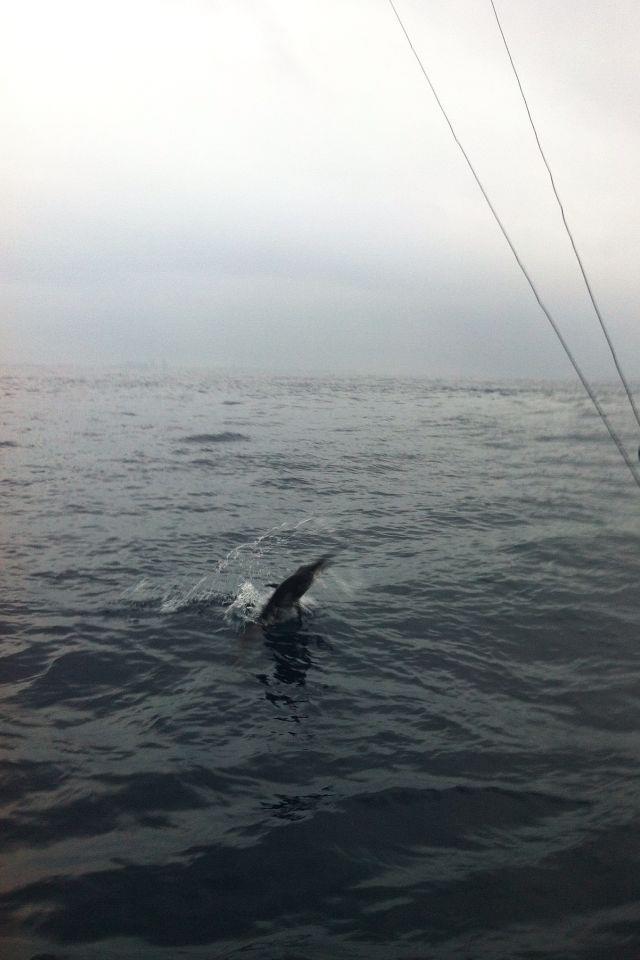 Angry Sailfish