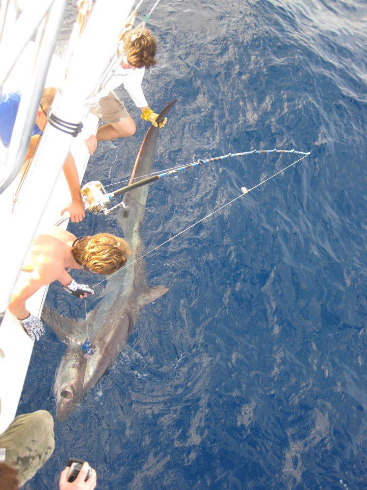 552389_488719097834971_454050511_n long bigeye thresher shark