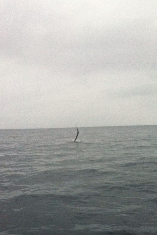 Jumping Sailfish off Miami