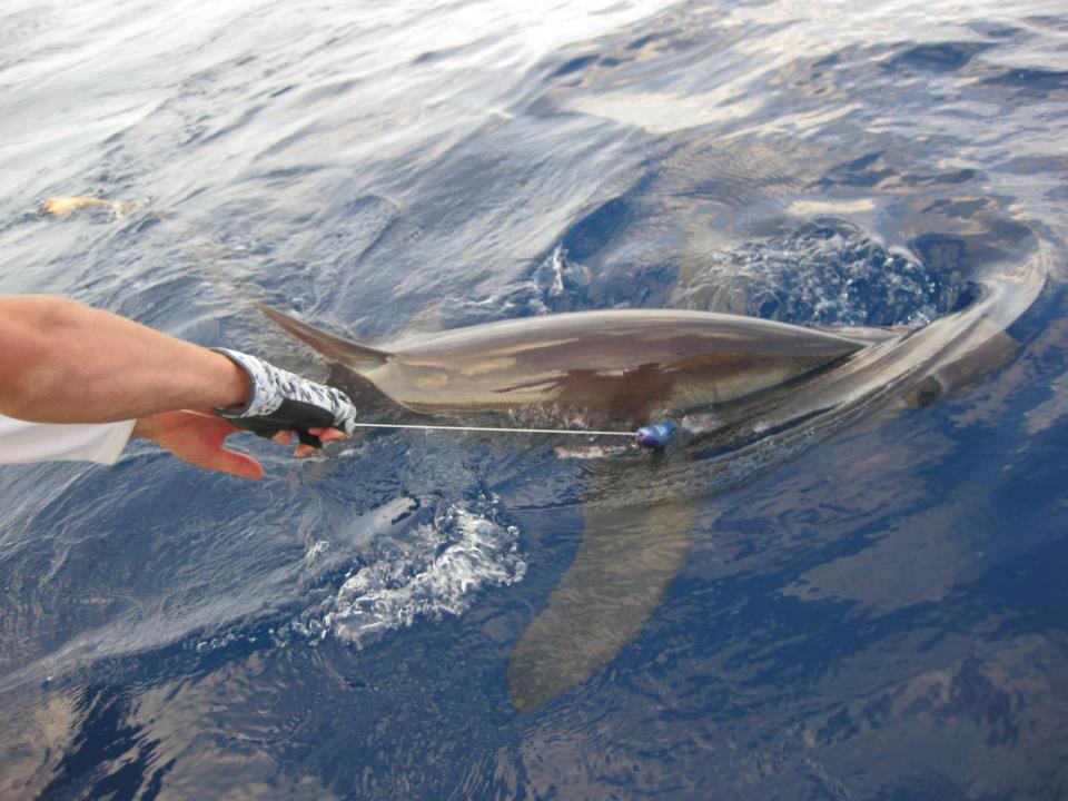 602490_488720054501542_974461092_n thresher shark release