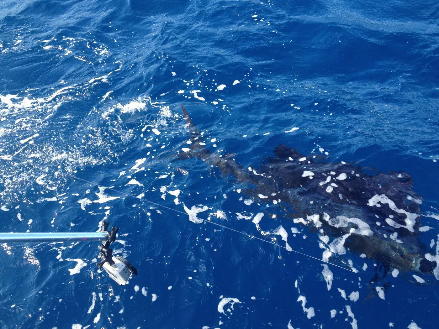 Sailfish Release off Miami