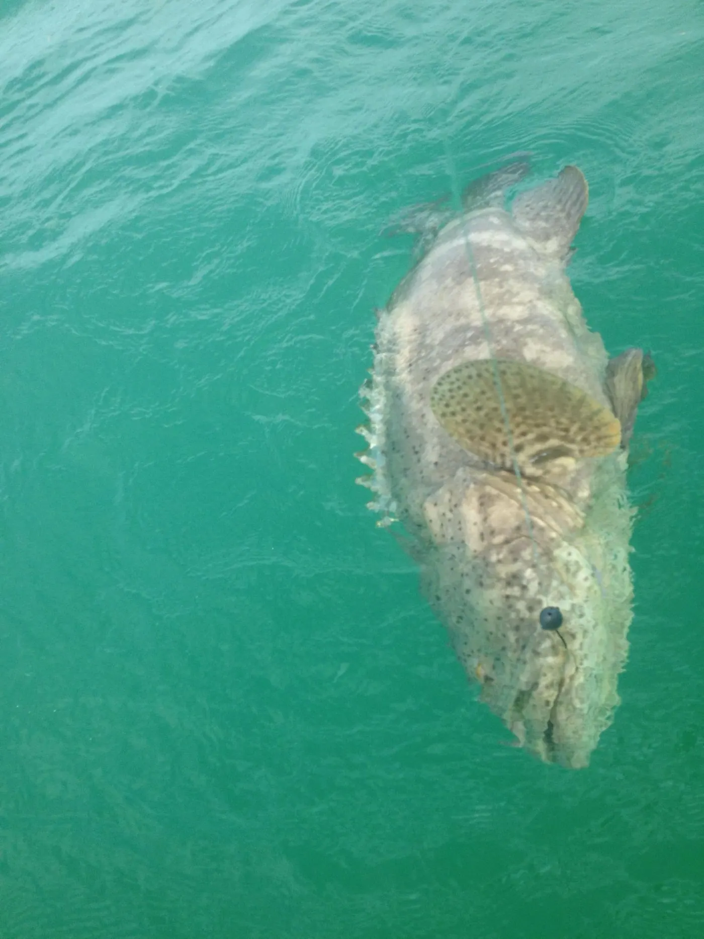 Goliath Grouper offshore Flamingo