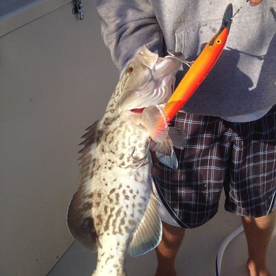 Gag Grouper Grouper Trolling