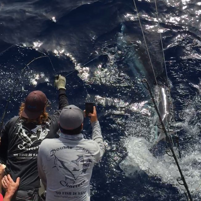 Black Grouper Miami