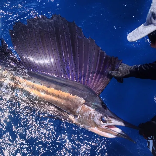 This 37 pound wahoo we caught on May 30th won first place for the fun fish category in the FIU Mahi Tournament. We also caught many more wahoo this spring while trolling between spots.