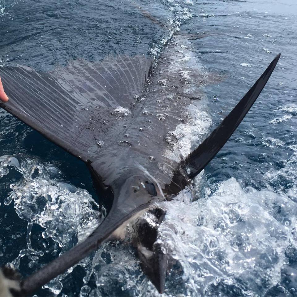 sailfish release