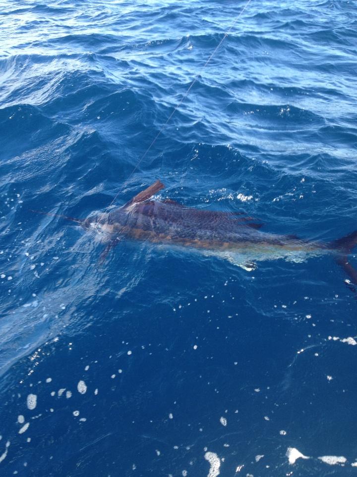 Fall Sailfish A Fall Sailfish Taken while Kitefishing in Miami