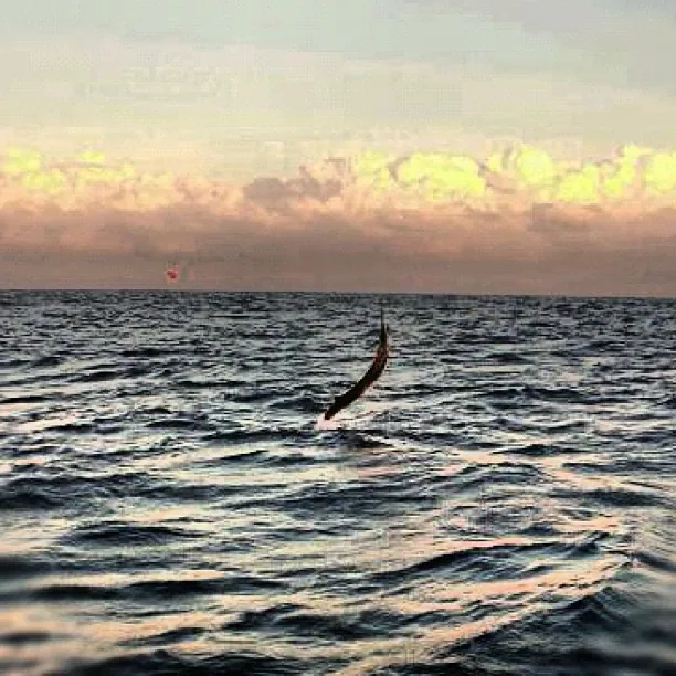 Tailwalker Sunset Sailfish off Miami