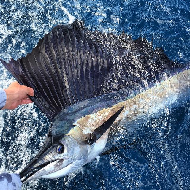 Sailfish