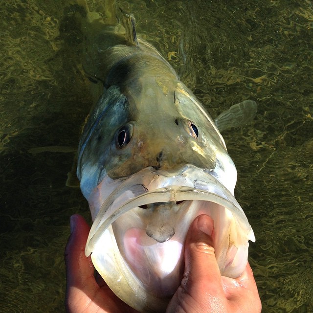 Snook