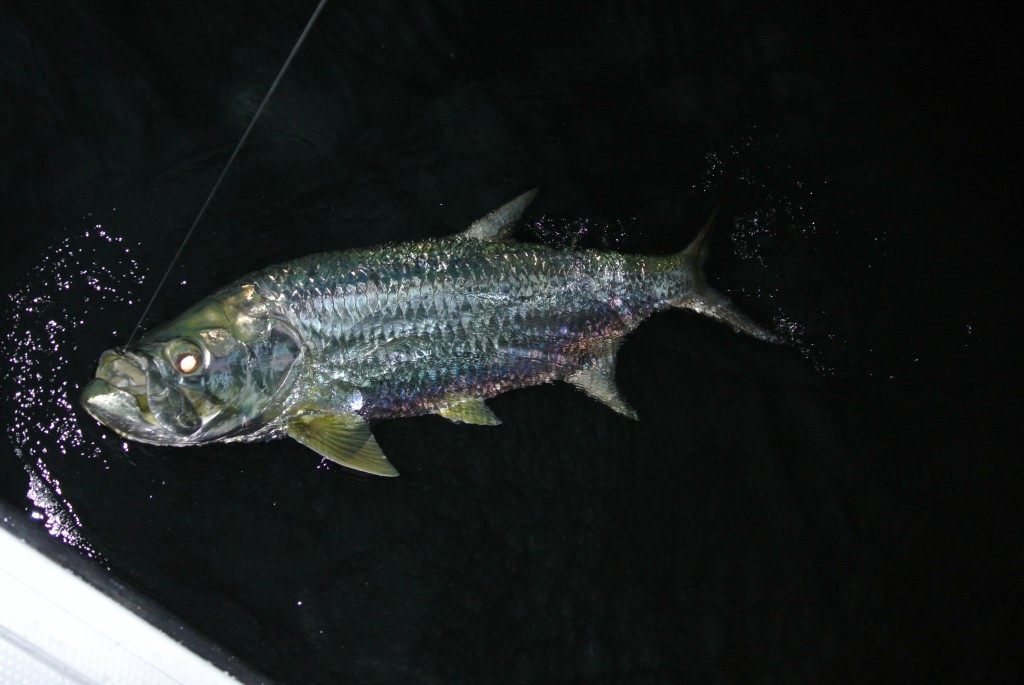 tarpon
