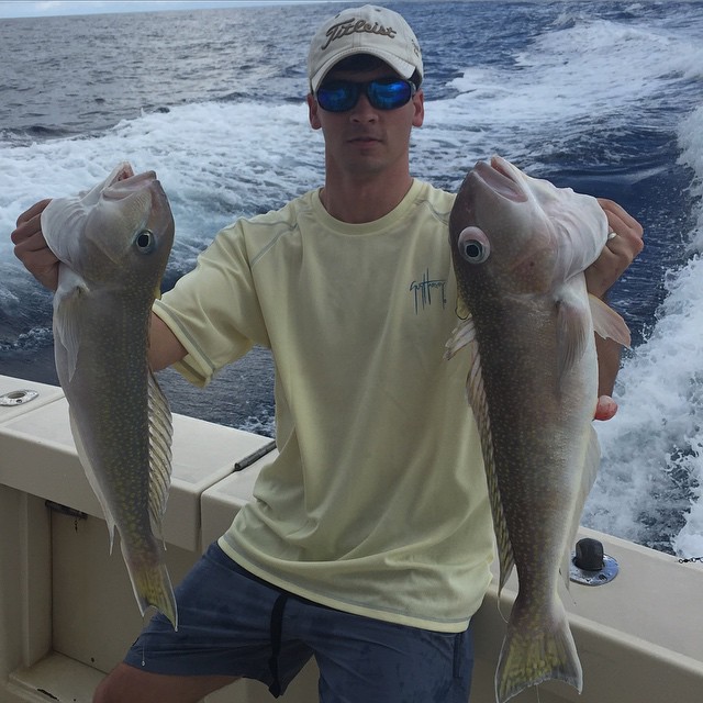First few tilefish of 2015