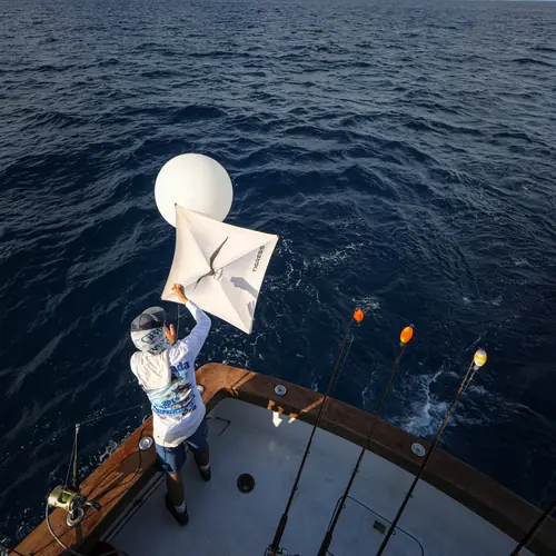 Action aboard the Double Threat on a Miami fishing charter