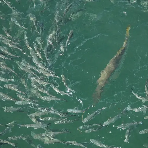 Action aboard the Double Threat on a Miami fishing charter