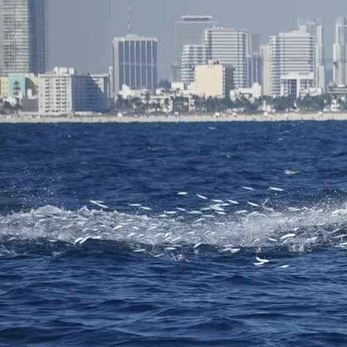Action aboard the Double Threat on a Miami fishing charter