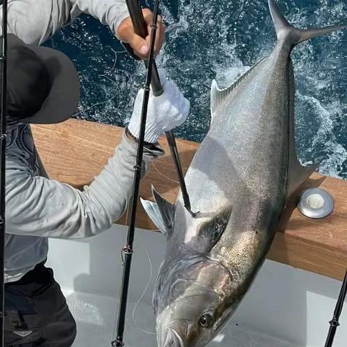 An Amberjack caught aboard the Double Threat on a Miami fishing charter