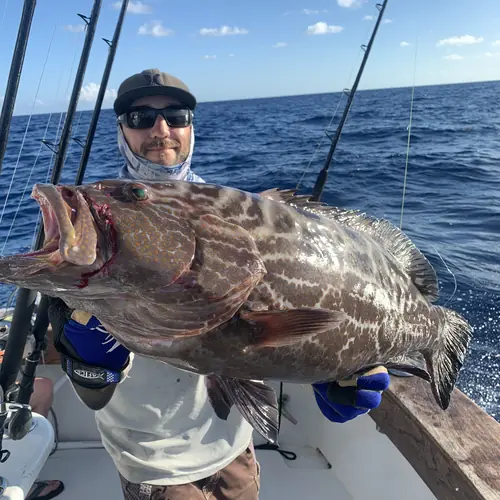 A Black Grouper caught aboard the Double Threat on a Miami fishing charter