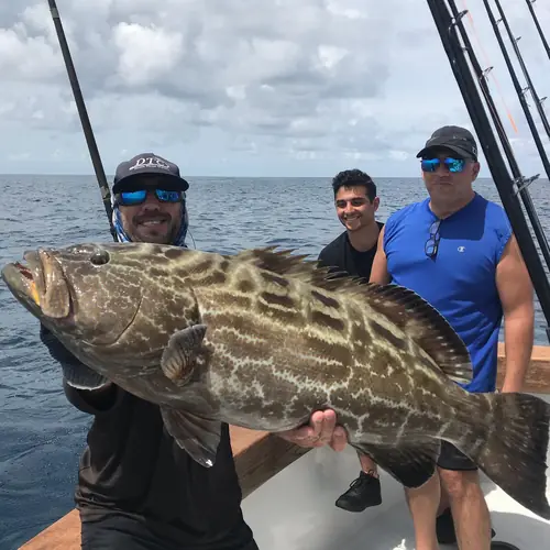 A Black Grouper caught aboard the Double Threat on a Miami fishing charter