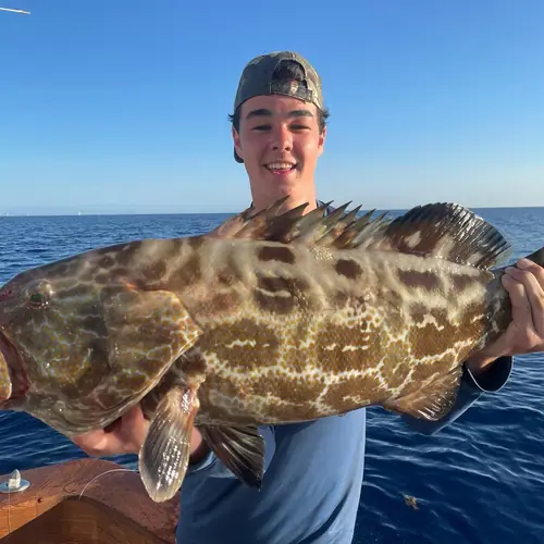 A Black Grouper caught aboard the Double Threat on a Miami fishing charter
