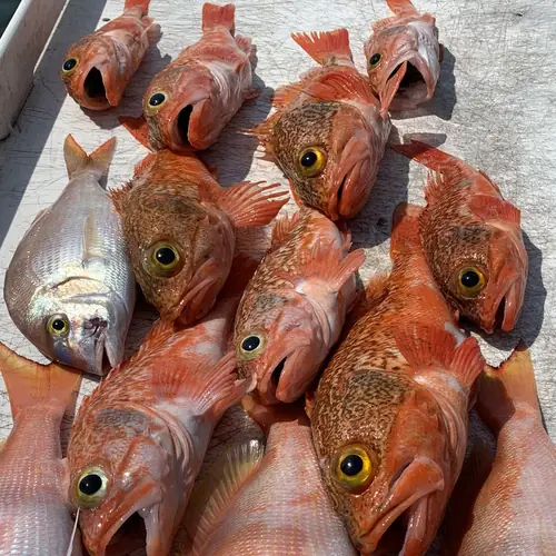 A Blackbelly Rosefish caught aboard the Double Threat on a Miami fishing charter
