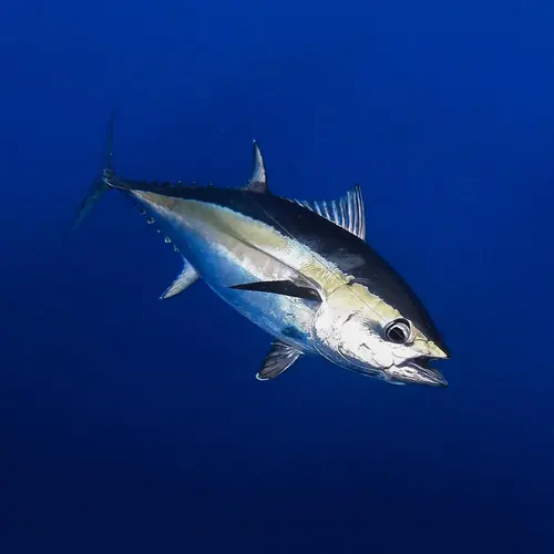 A Blackfin Tuna caught aboard the Double Threat on a Miami fishing charter