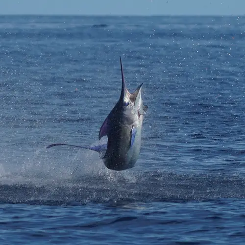 A Blue Marlin caught aboard the Double Threat on a Miami fishing charter