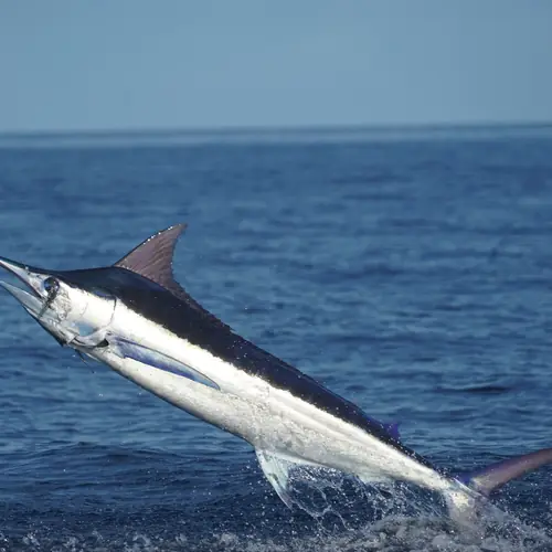 A Blue Marlin caught aboard the Double Threat on a Miami fishing charter