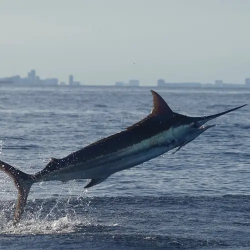 A Blue Marlin caught aboard the Double Threat on a Miami fishing charter