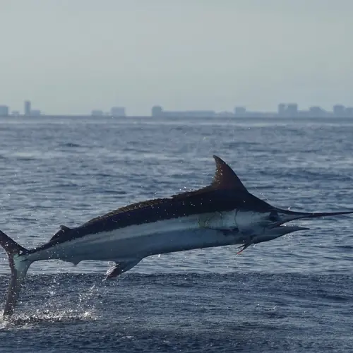 A Blue Marlin caught aboard the Double Threat on a Miami fishing charter