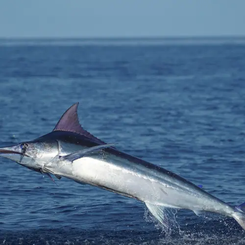 A Blue Marlin caught aboard the Double Threat on a Miami fishing charter