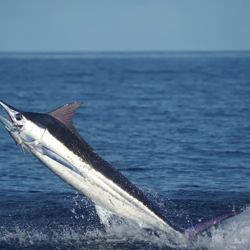 A Blue Marlin caught aboard the Double Threat on a Miami fishing charter