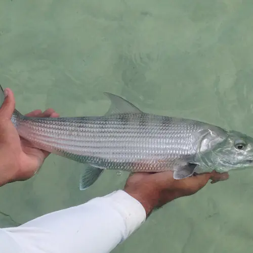 A Bonefish caught aboard the Double Threat on a Miami fishing charter