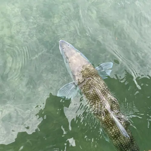 A Bonefish caught aboard the Double Threat on a Miami fishing charter