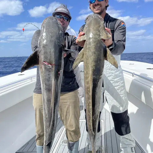 A Cobia caught aboard the Double Threat on a Miami fishing charter