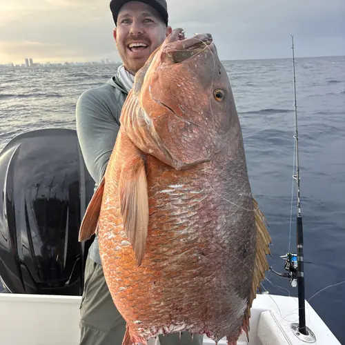 A large cubera snapper sharked off Miami