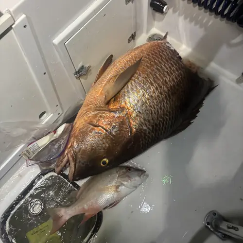 Part of a cubera snapper next to a keeper mutton snapper