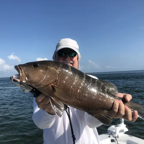 An inshore-sized cubera snapper