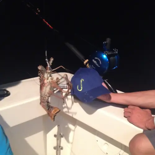 A live lobster used to catch cubera snapper