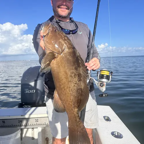 A Gag Grouper caught aboard the Double Threat on a Miami fishing charter