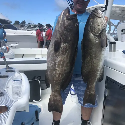 A Gag Grouper caught aboard the Double Threat on a Miami fishing charter