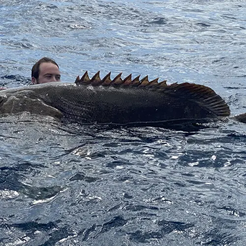 A Goliath Grouper caught aboard the Double Threat on a Miami fishing charter