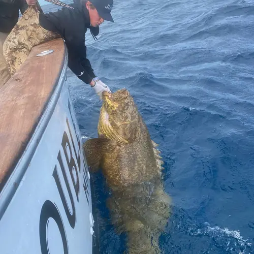 A Goliath Grouper caught aboard the Double Threat on a Miami fishing charter