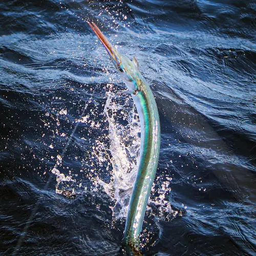 A Houndfish caught aboard the Double Threat on a Miami fishing charter