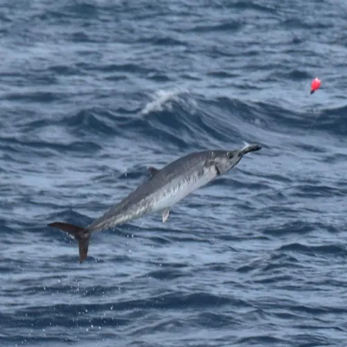 A Kingfish caught aboard the Double Threat on a Miami fishing charter