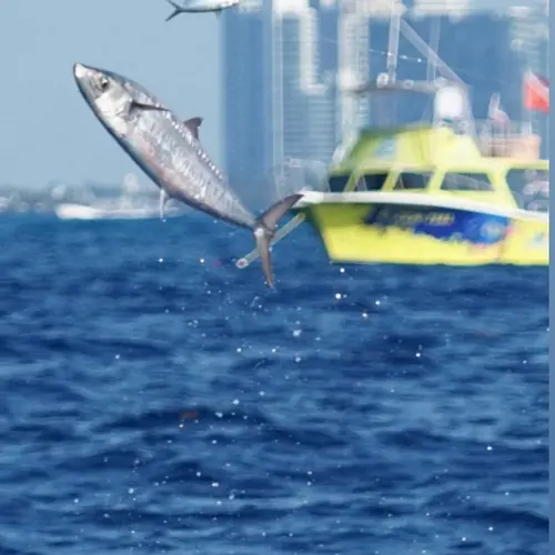 A Kingfish caught aboard the Double Threat on a Miami fishing charter