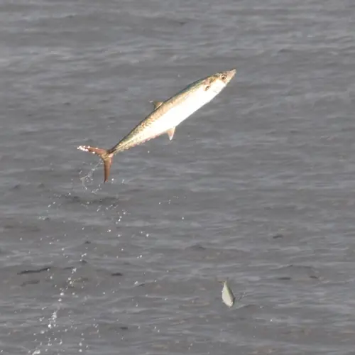 A Kingfish caught aboard the Double Threat on a Miami fishing charter