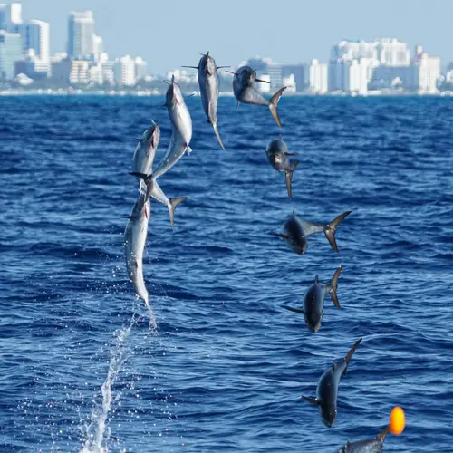 A Kingfish caught aboard the Double Threat on a Miami fishing charter