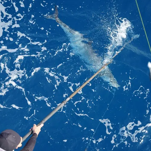 A Kingfish caught aboard the Double Threat on a Miami fishing charter